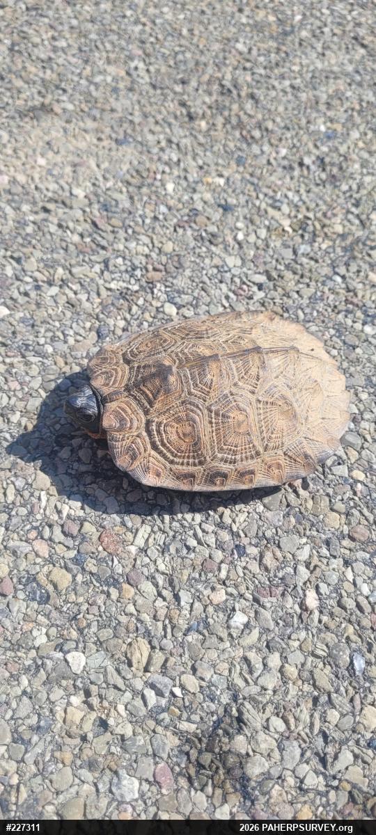 Wood Turtle