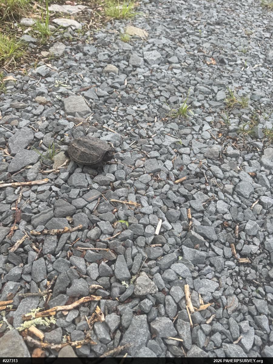 Snapping Turtle
