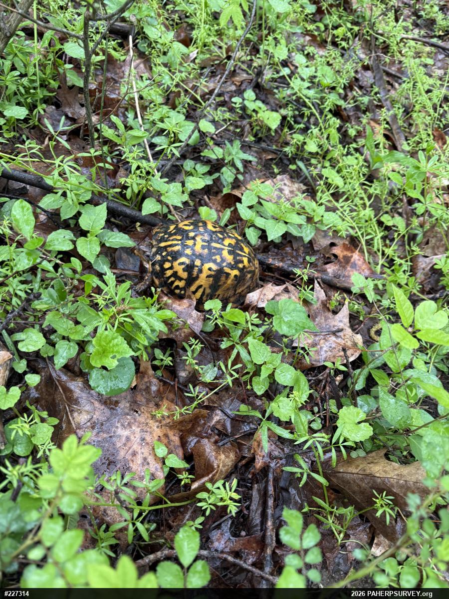 Eastern Box Turtle