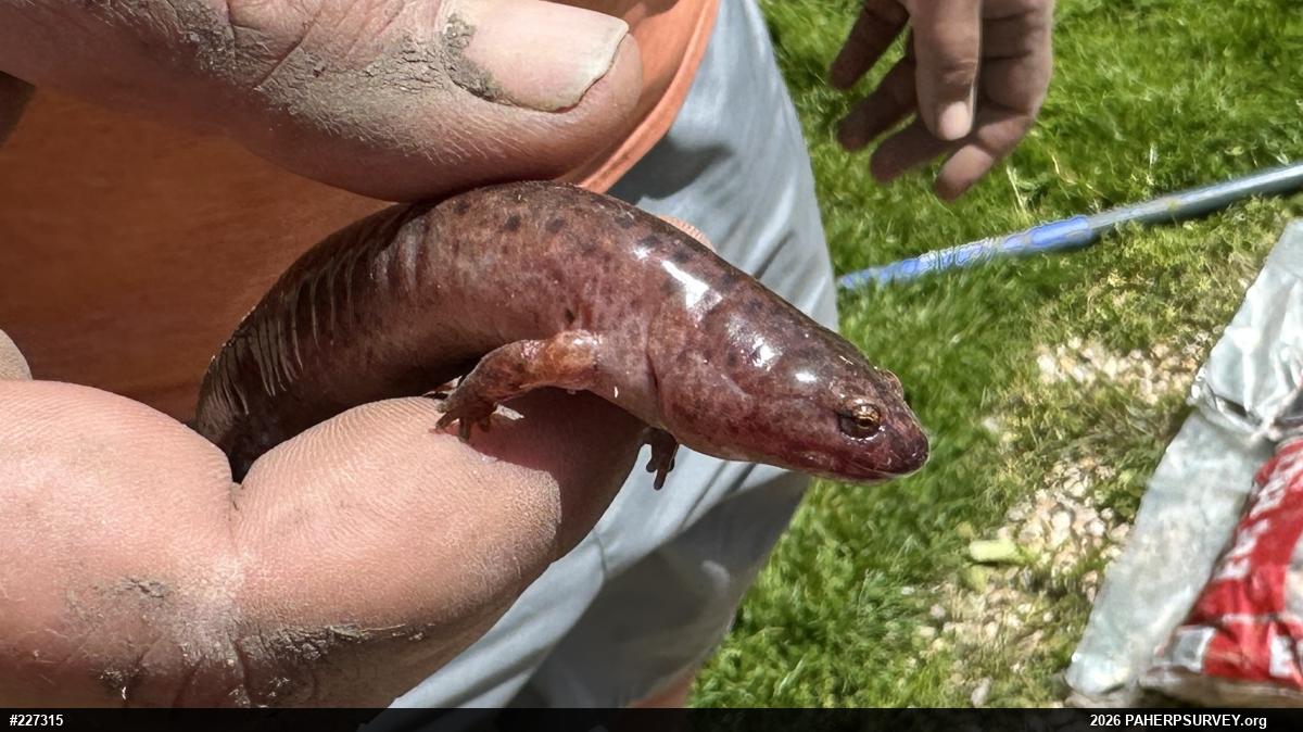 Northern Red Salamander