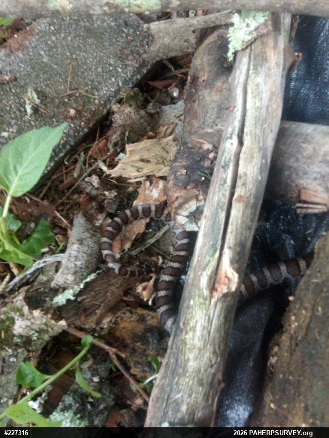 Eastern Milksnake
