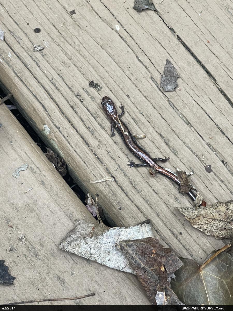 Eastern Red-backed  Salamander