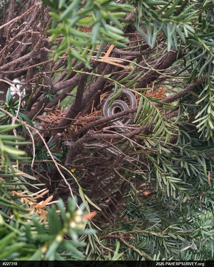 Eastern Gartersnake