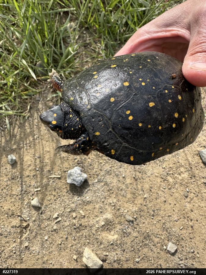 Spotted Turtle