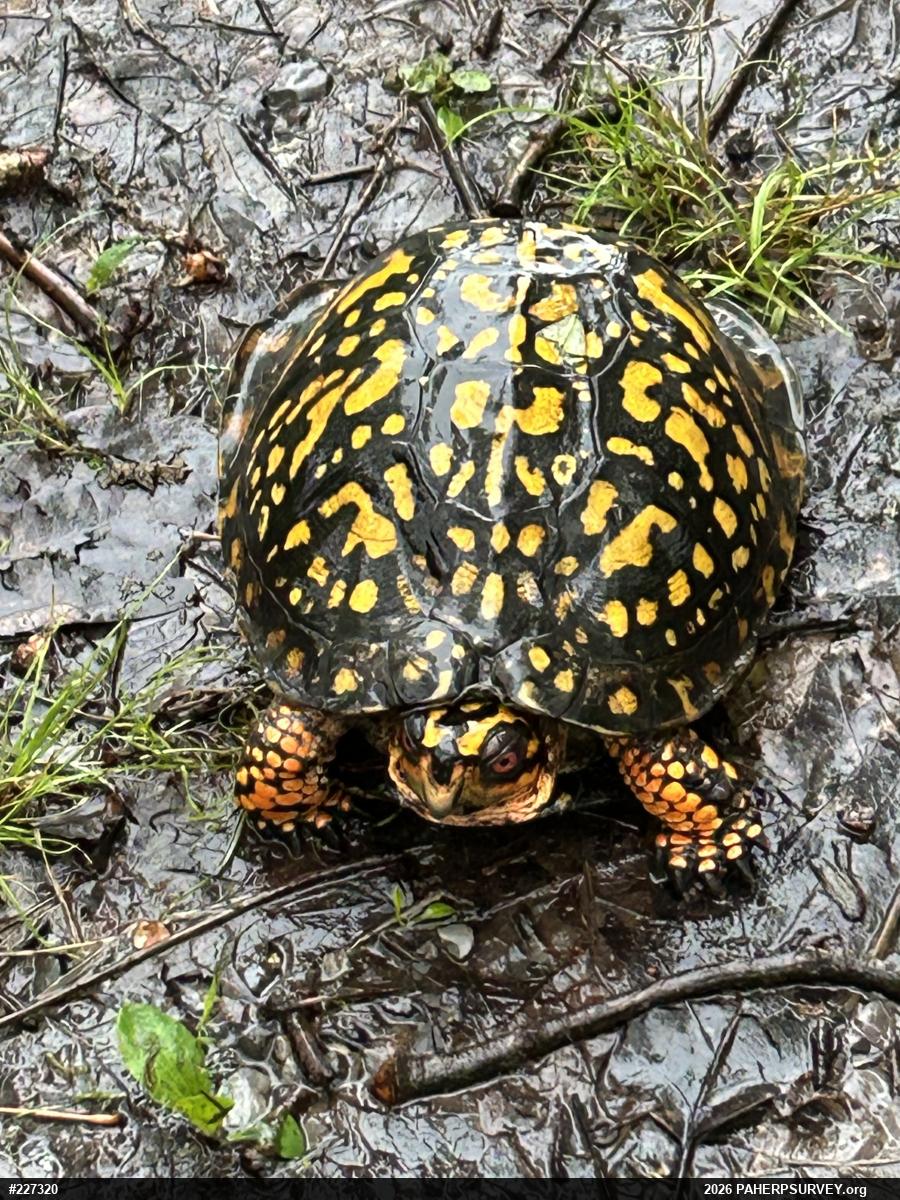Eastern Box Turtle