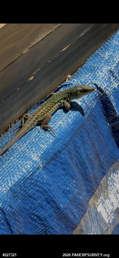 Italian Wall Lizard