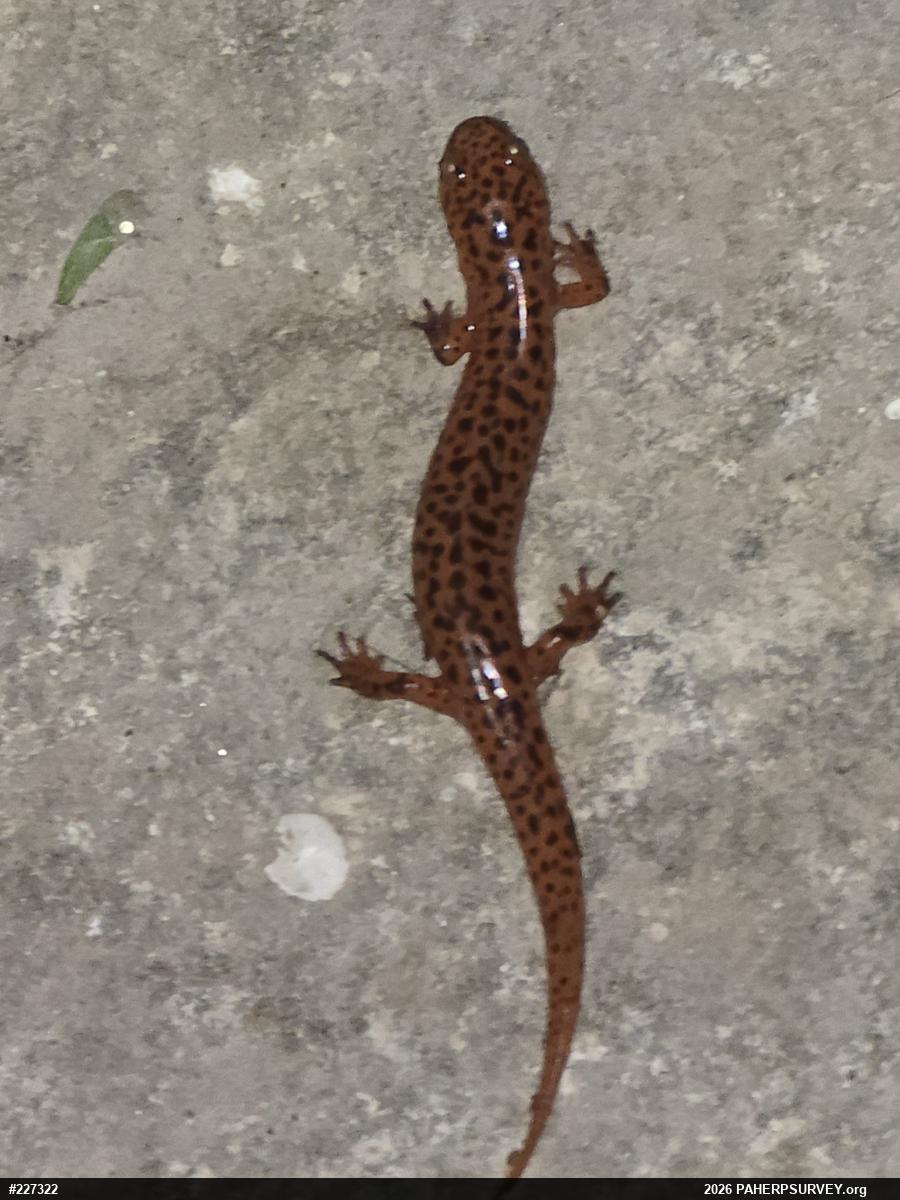 Northern Red Salamander