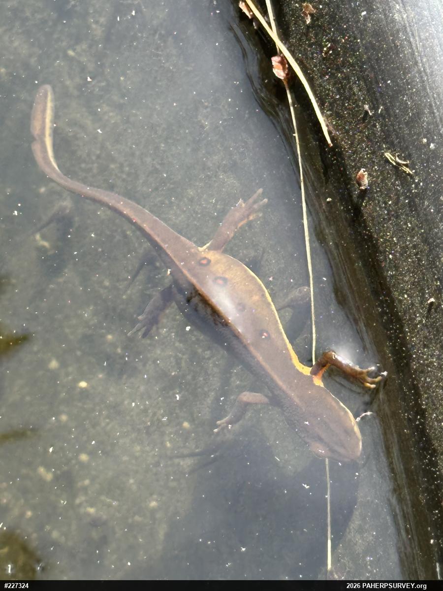 Red-spotted Newt