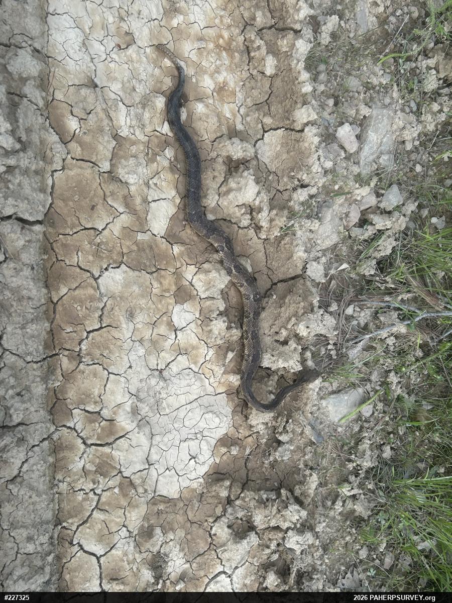 Timber Rattlesnake