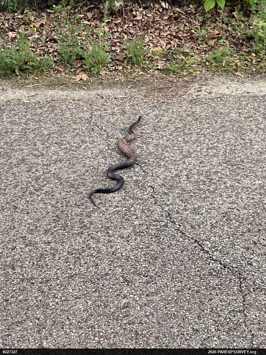 Eastern Ratsnake