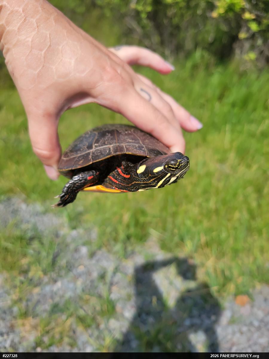 Painted Turtle