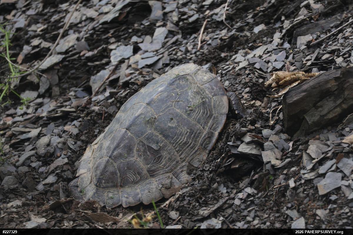 Northern Map Turtle