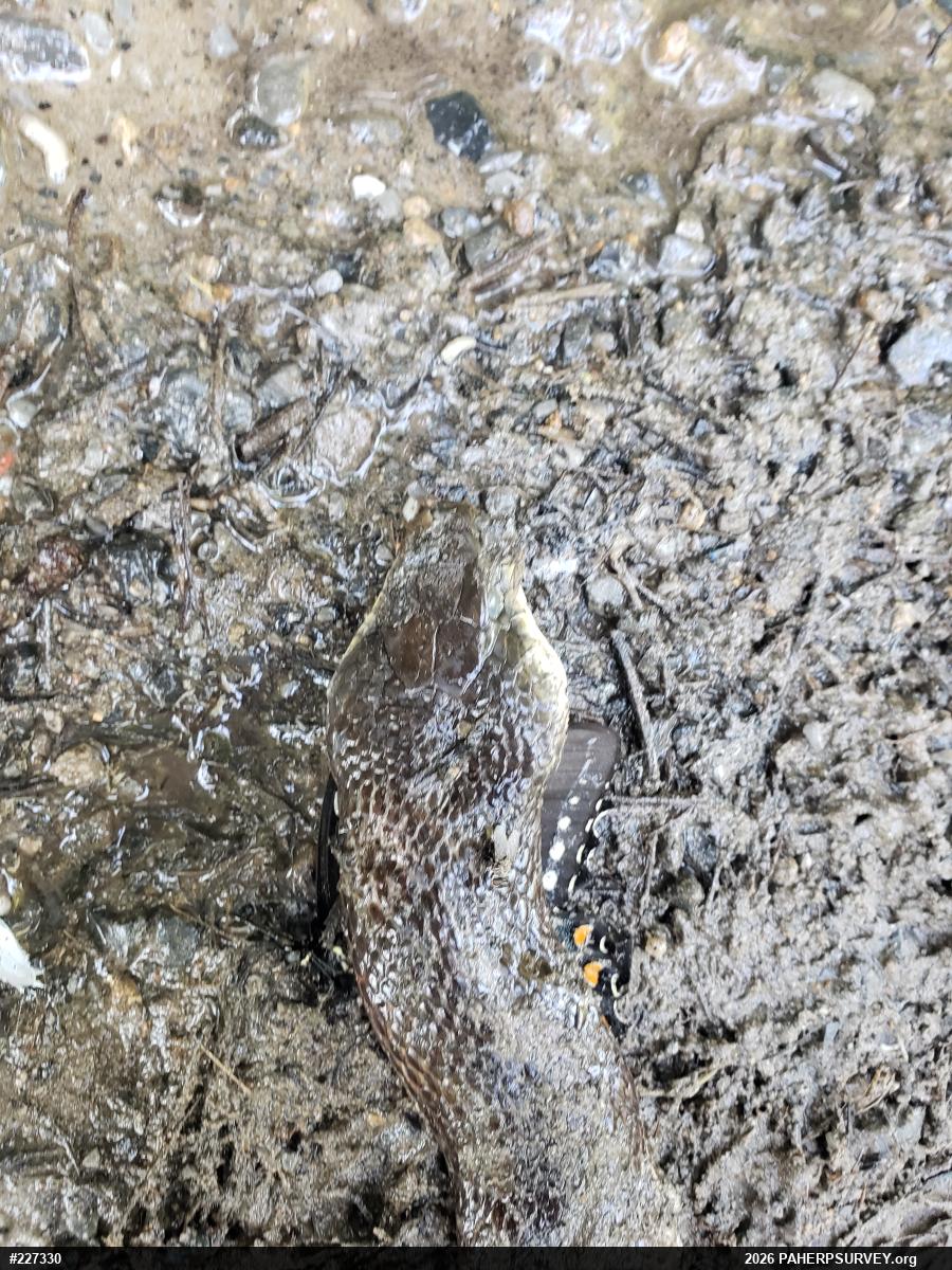 Eastern Ratsnake