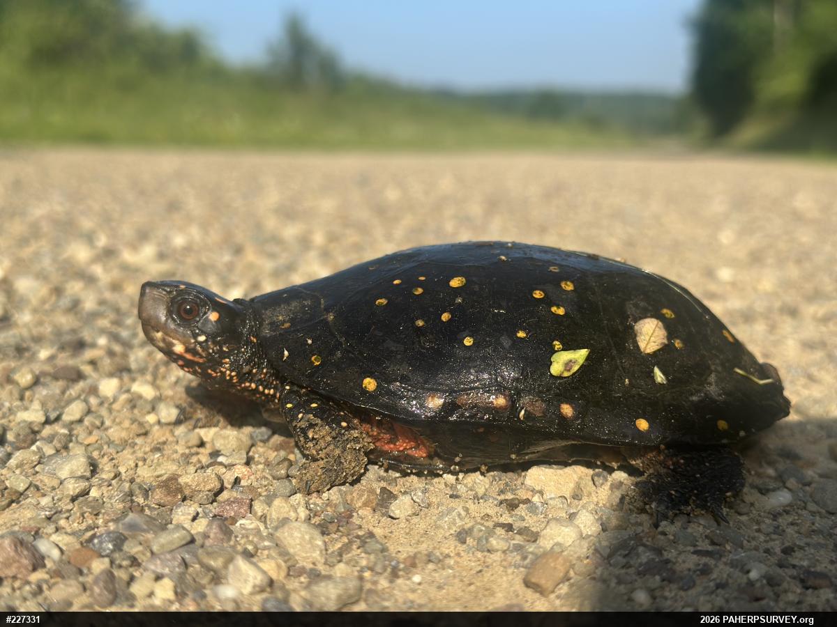 Spotted Turtle