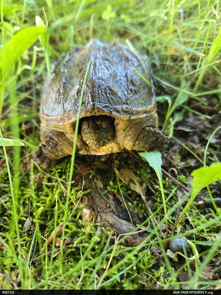 Snapping Turtle