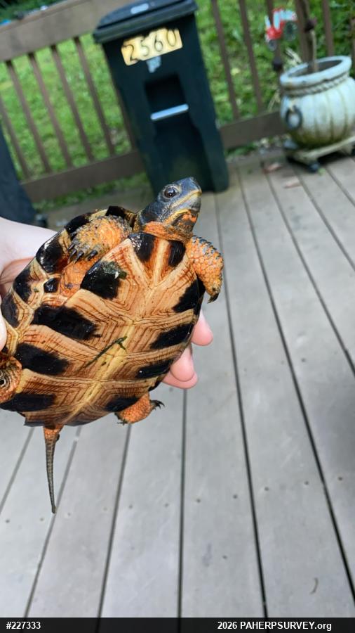 Wood Turtle