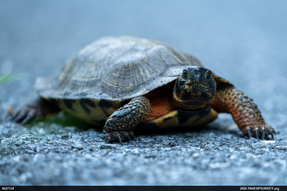 Wood Turtle