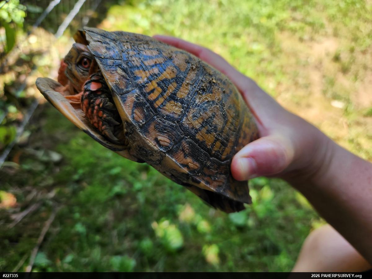 Eastern Box Turtle
