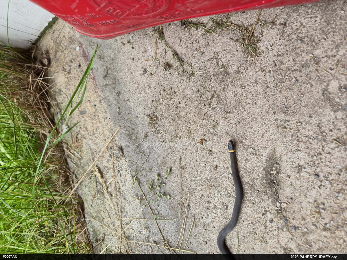 Northern Ring-necked Snake