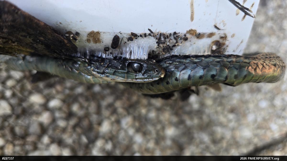 Eastern Gartersnake