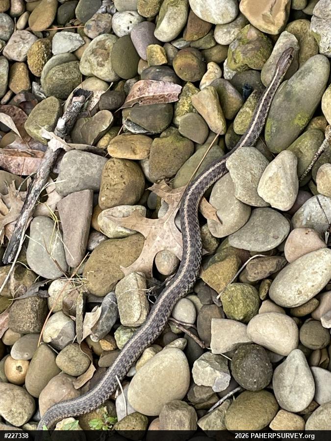 Eastern Gartersnake