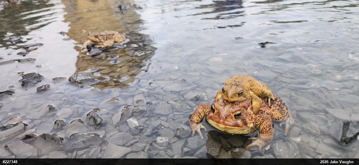 Eastern American Toad