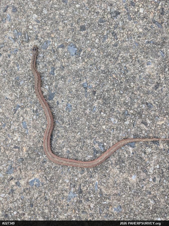 Dekay's Brownsnake