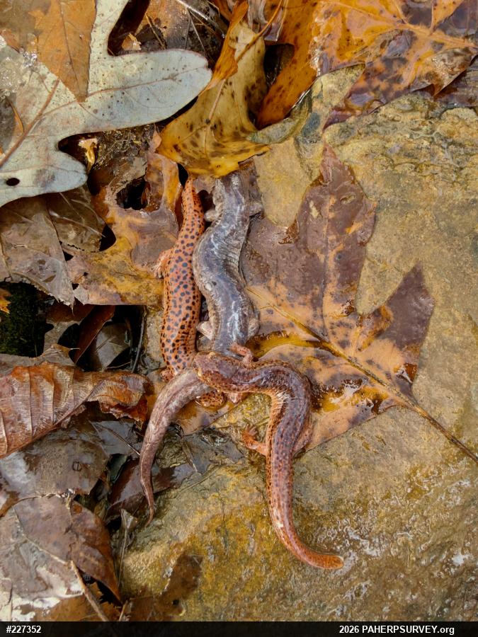 Northern Red Salamander