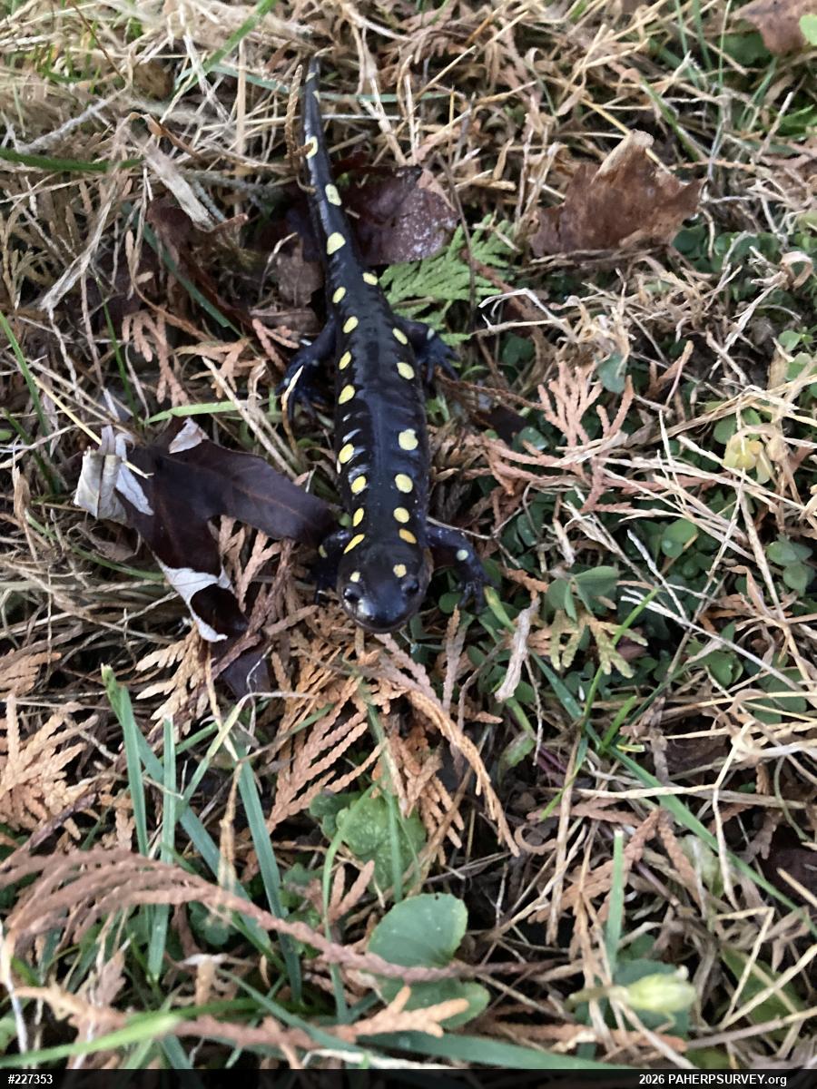 Spotted Salamander
