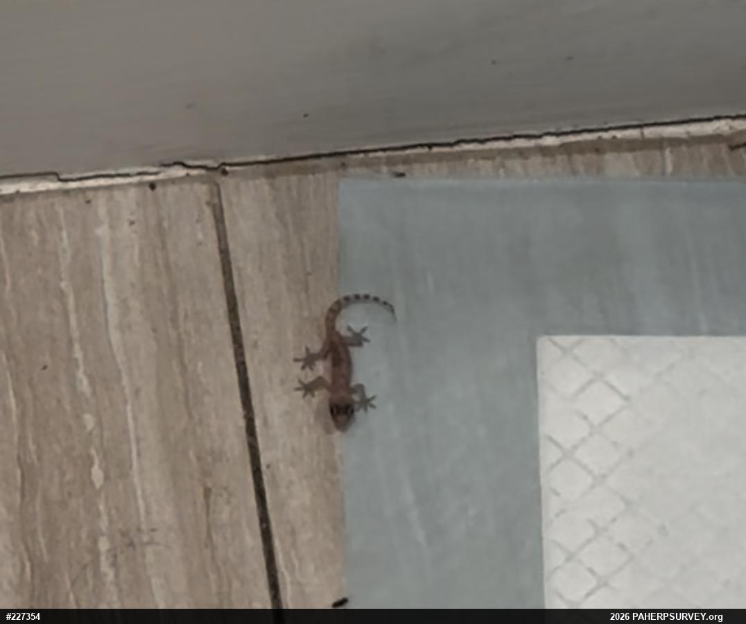 Mediterranean House Geckos