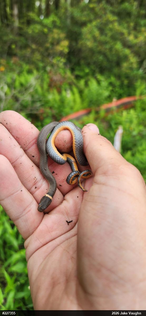 Northern Ring-necked Snake