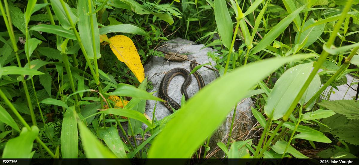 Eastern Gartersnake