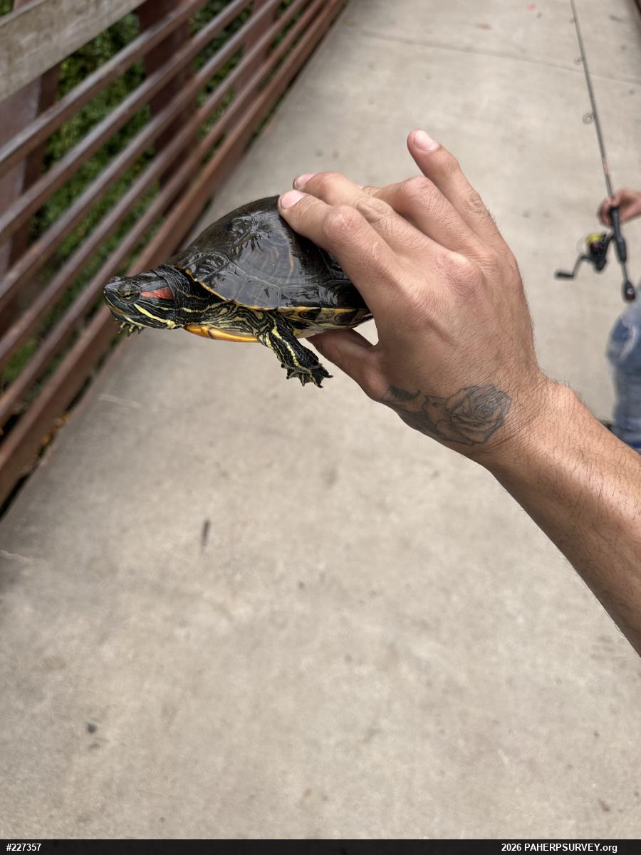 Red-eared Slider
