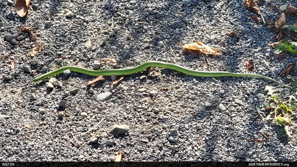Smooth Greensnake