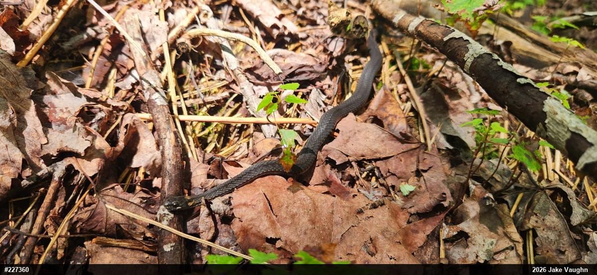 Red-bellied Snake