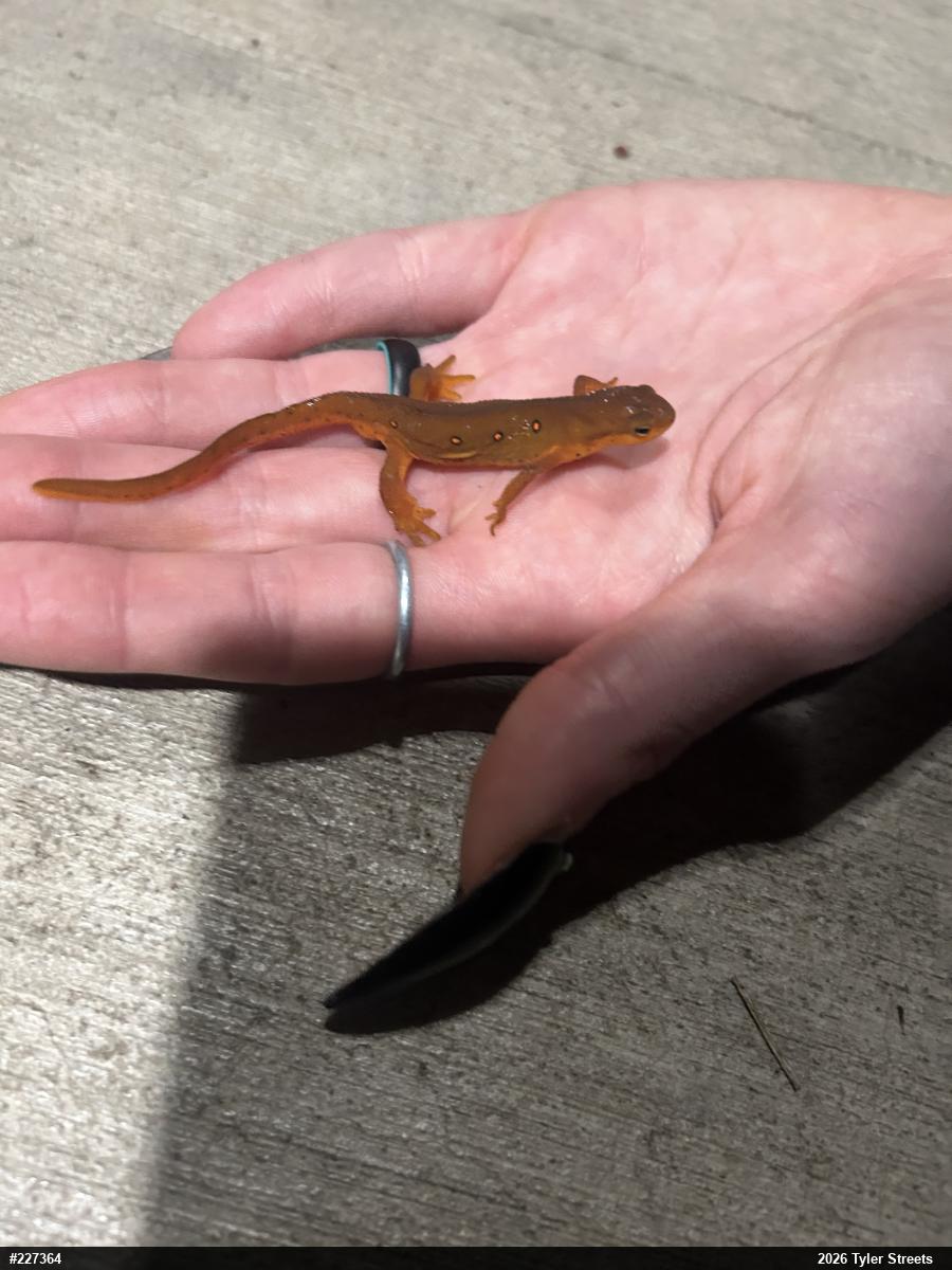 Red-spotted Newt