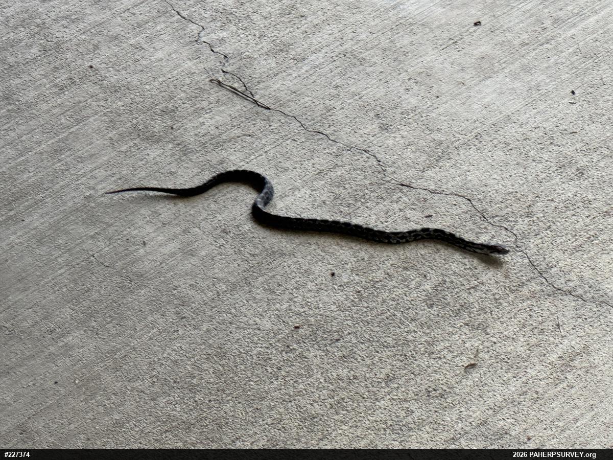 Eastern Ratsnake