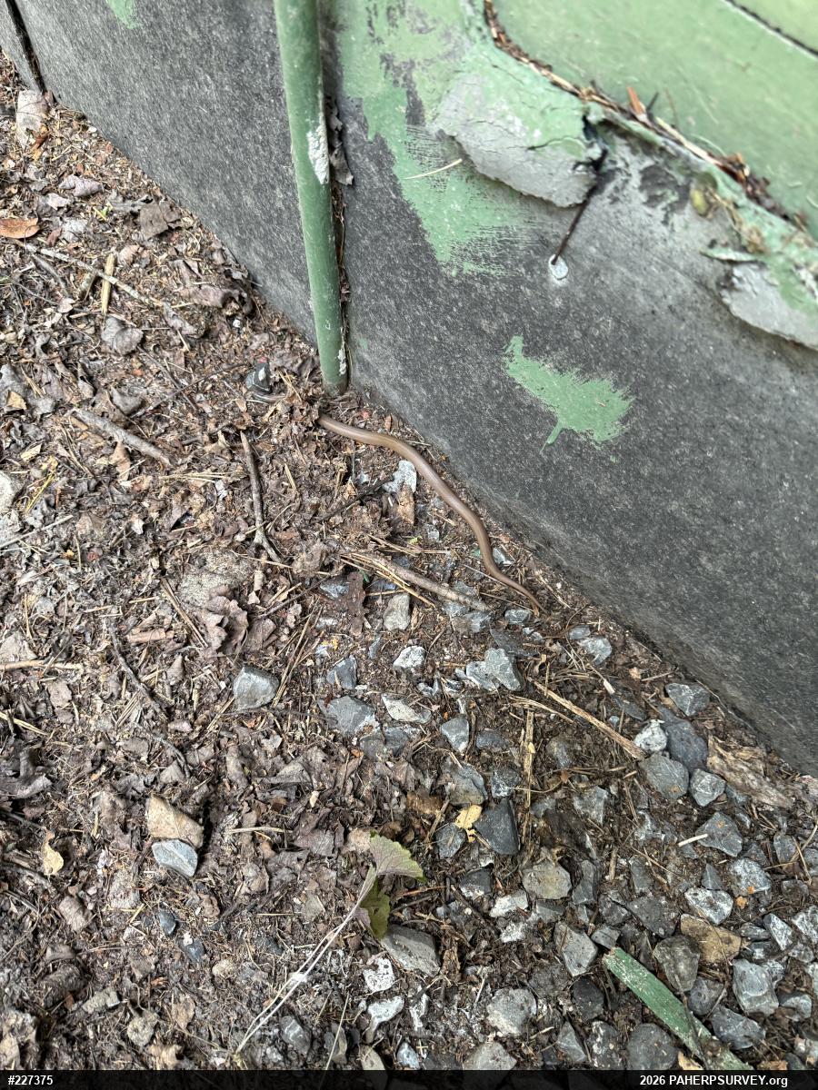 Mountain Earthsnake