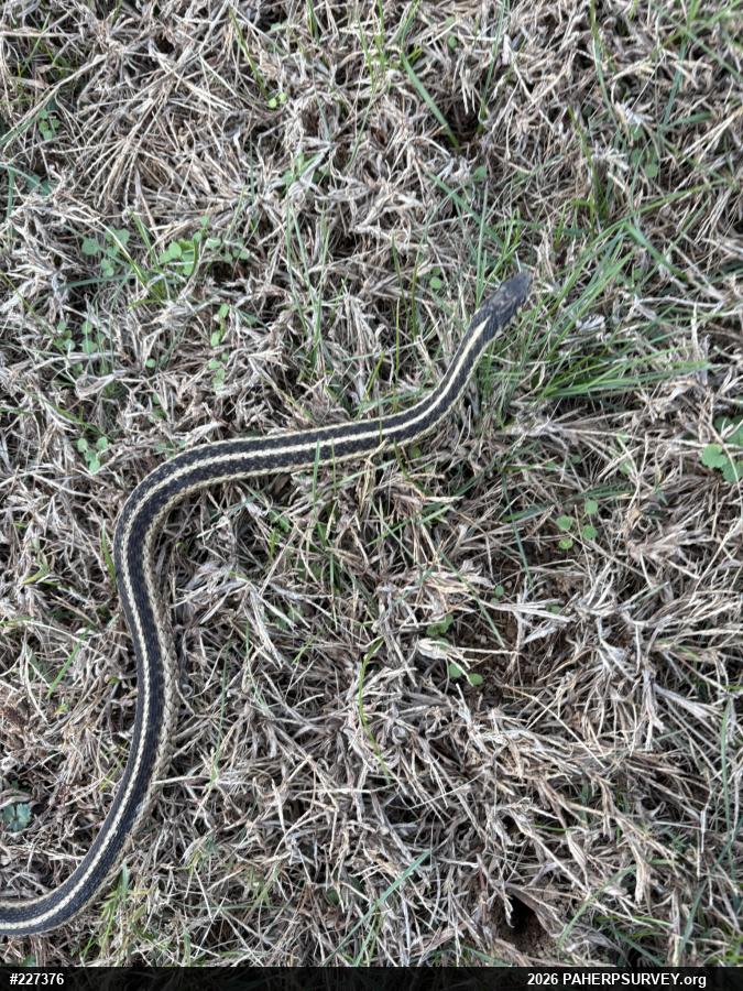 Eastern Gartersnake