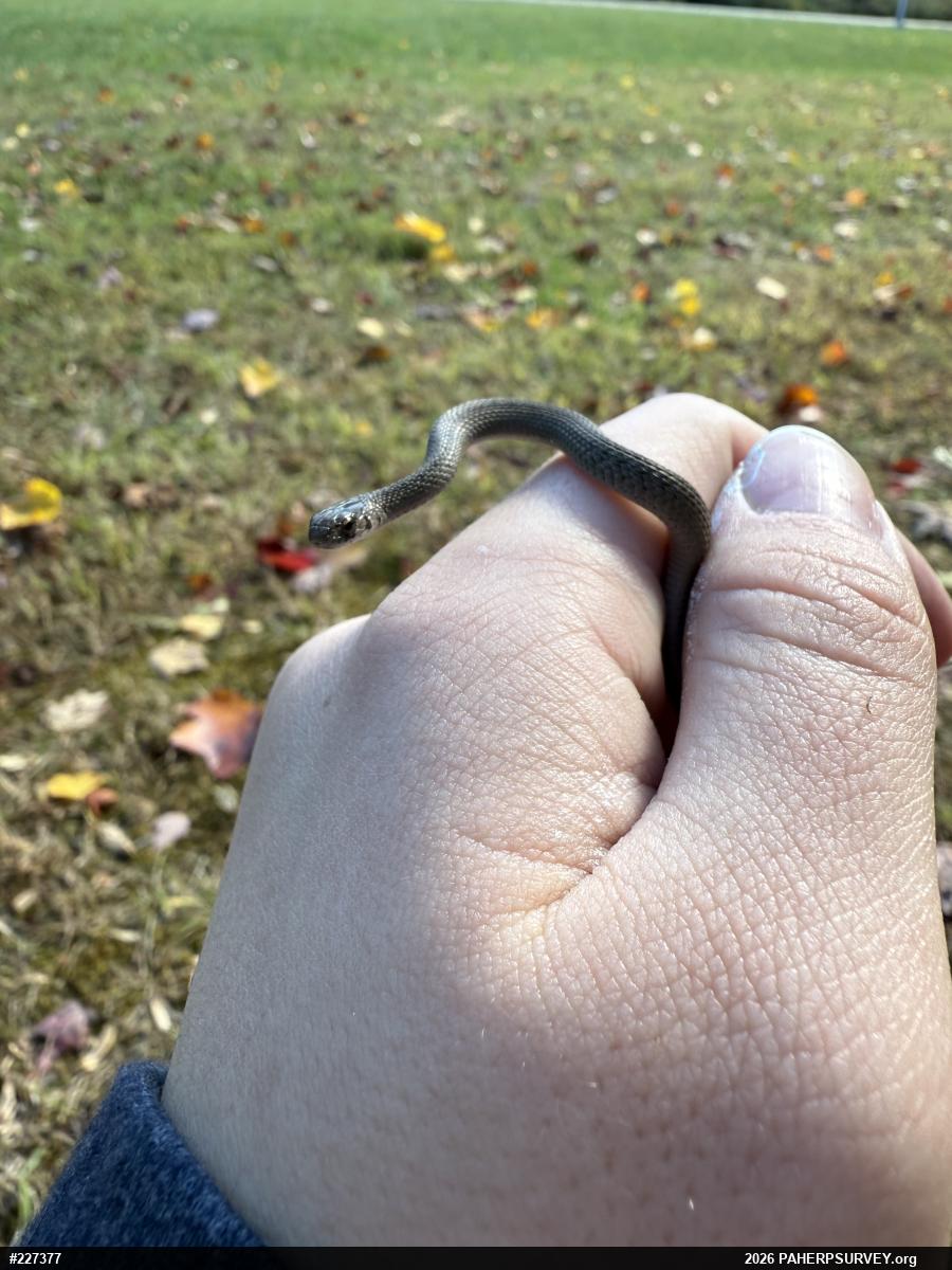 Dekay's Brownsnake