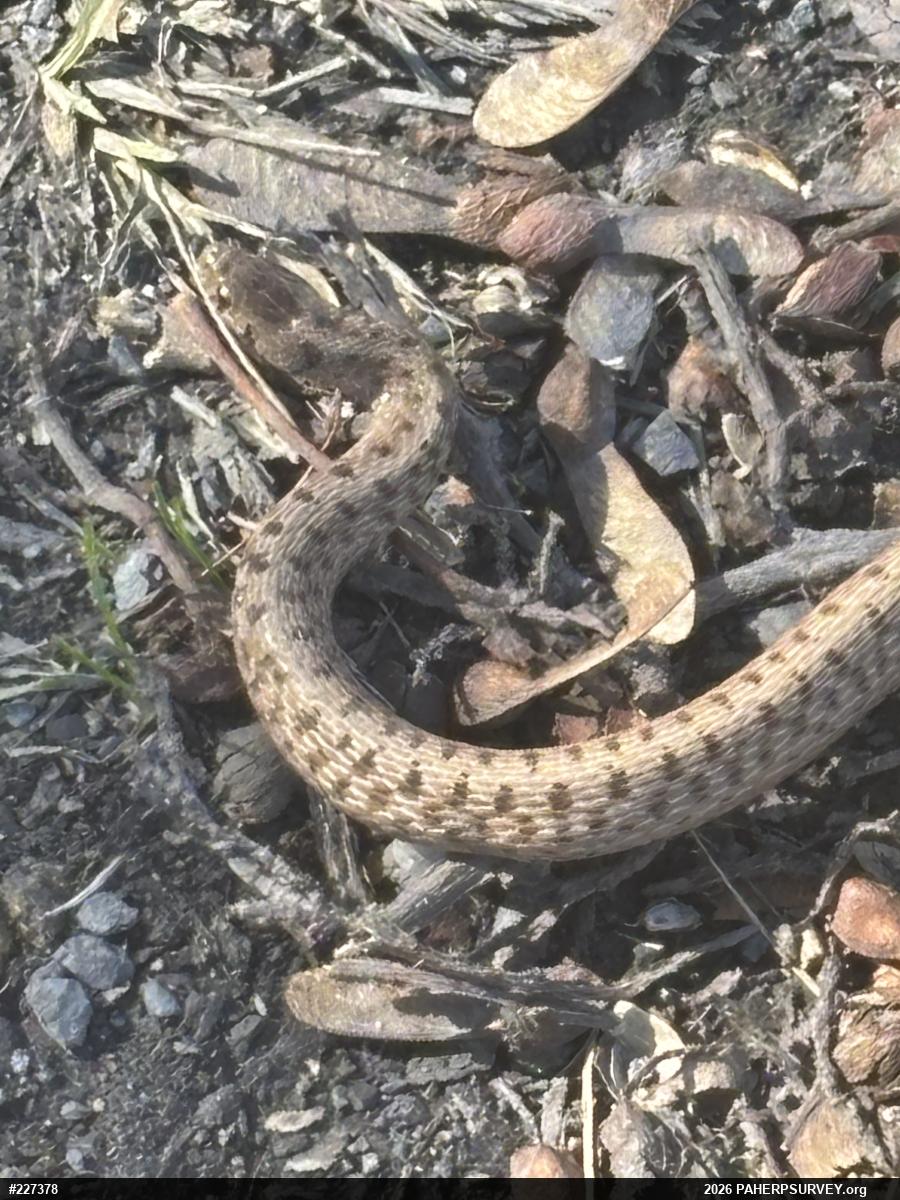 Dekay's Brownsnake
