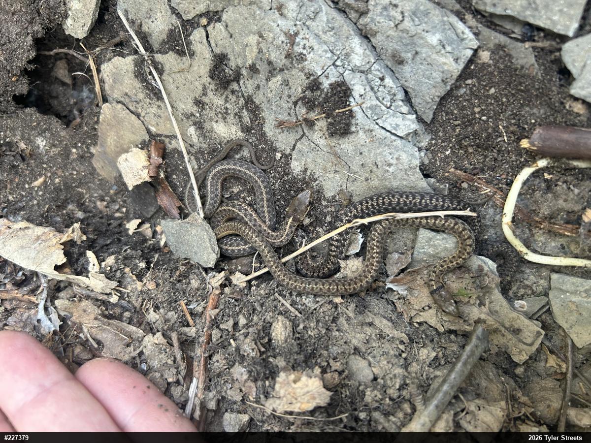 Eastern Gartersnake
