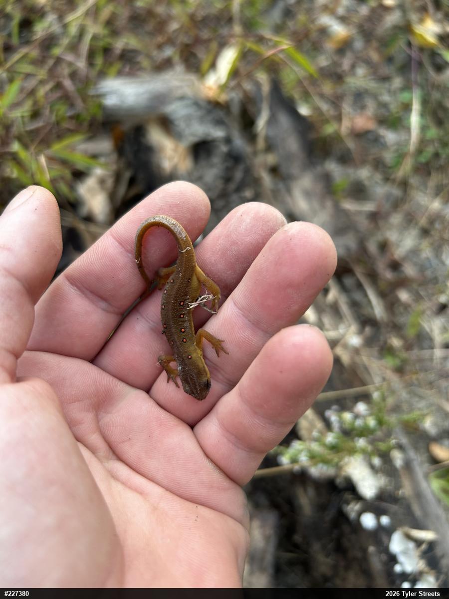Red-spotted Newt
