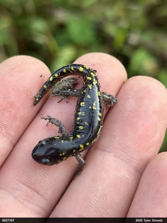 Spotted Salamander