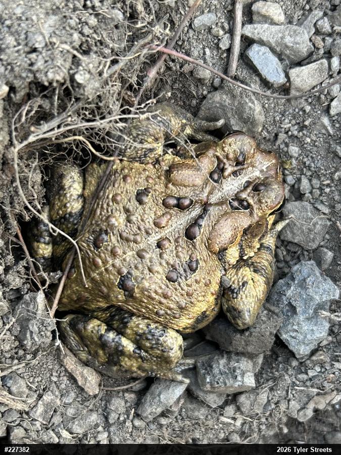 Eastern American Toad