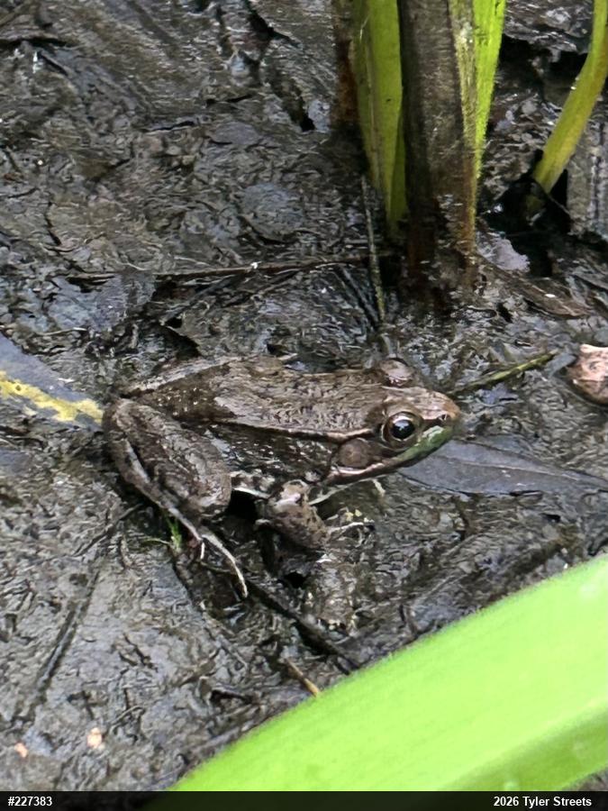 Green Frog