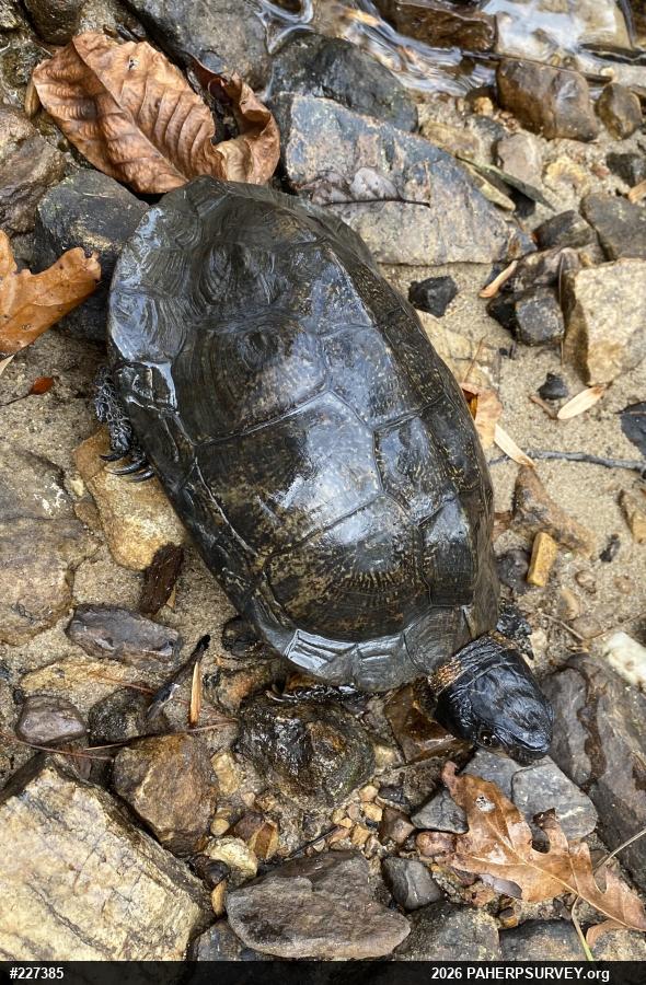 Wood Turtle
