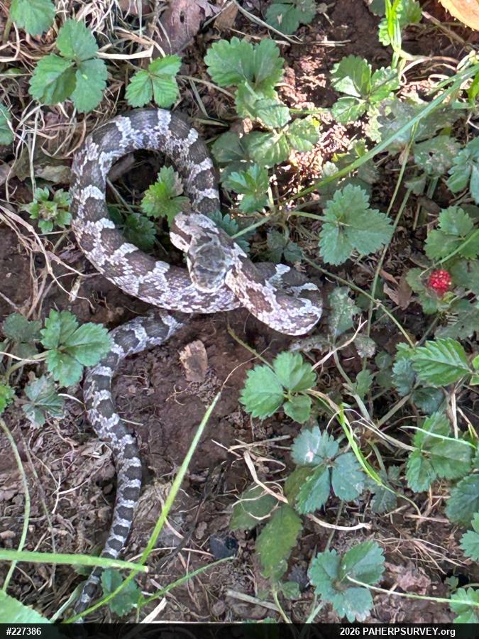Eastern Ratsnake