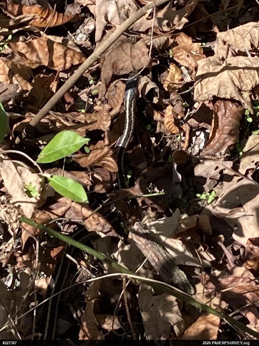 Eastern Gartersnake