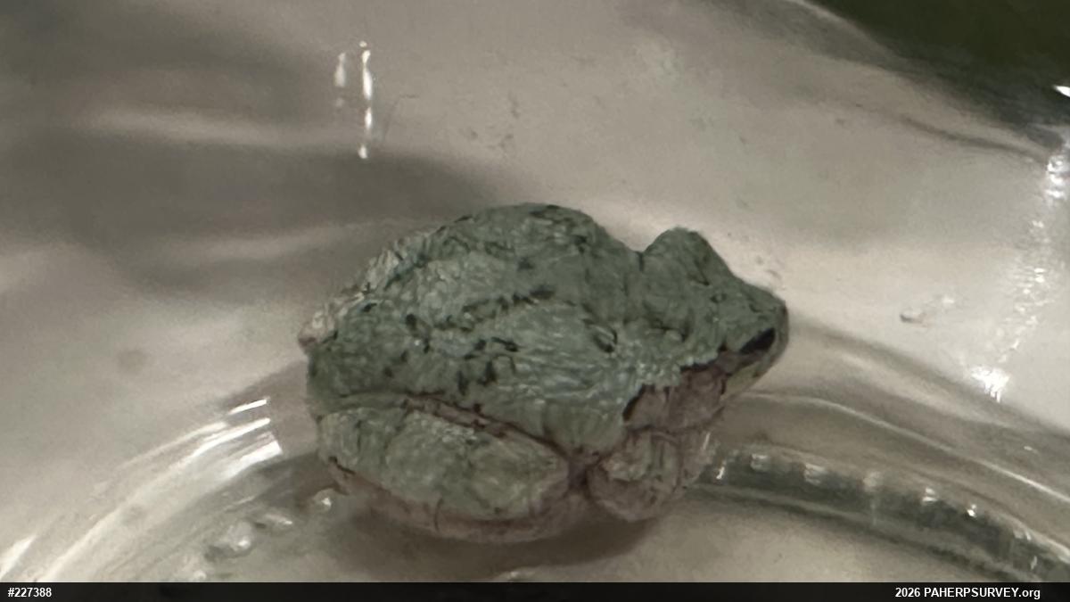 Unknown Gray Treefrog